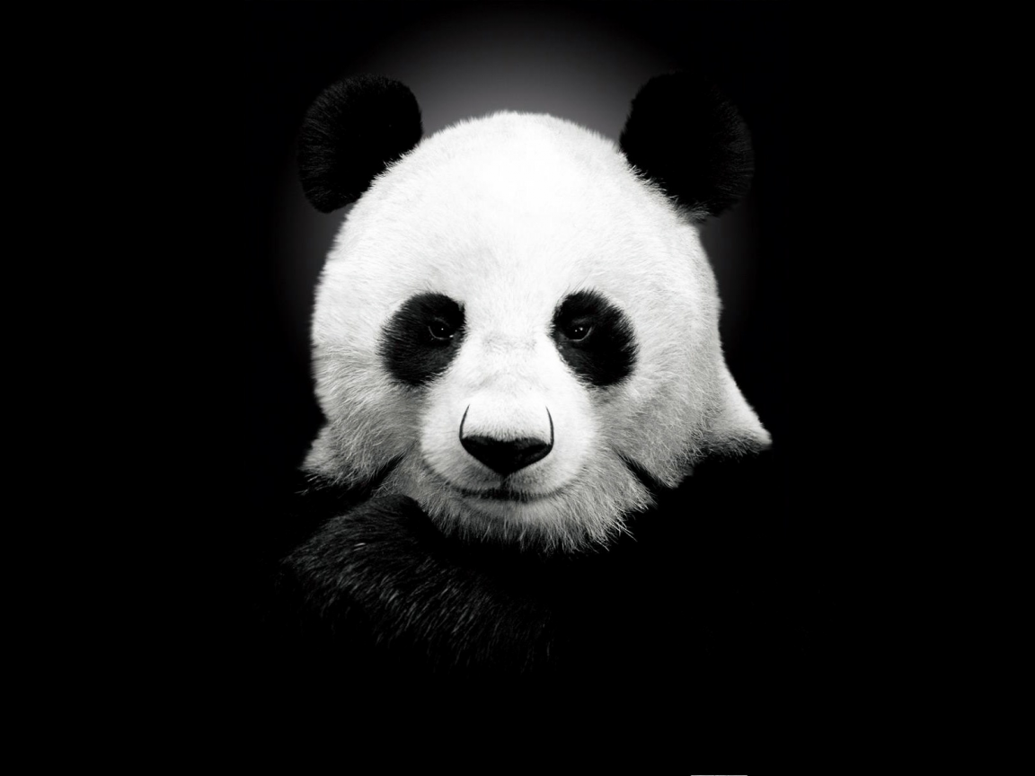 Панда, минимализм, животное