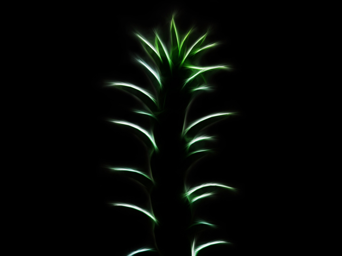 растение, лепестки, зелёное, чёрный фон