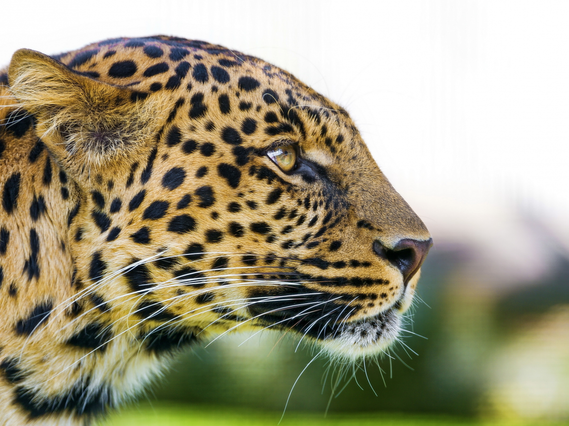 хищник, профиль, морда, взгляд, leopard, леопард, panthera pardus