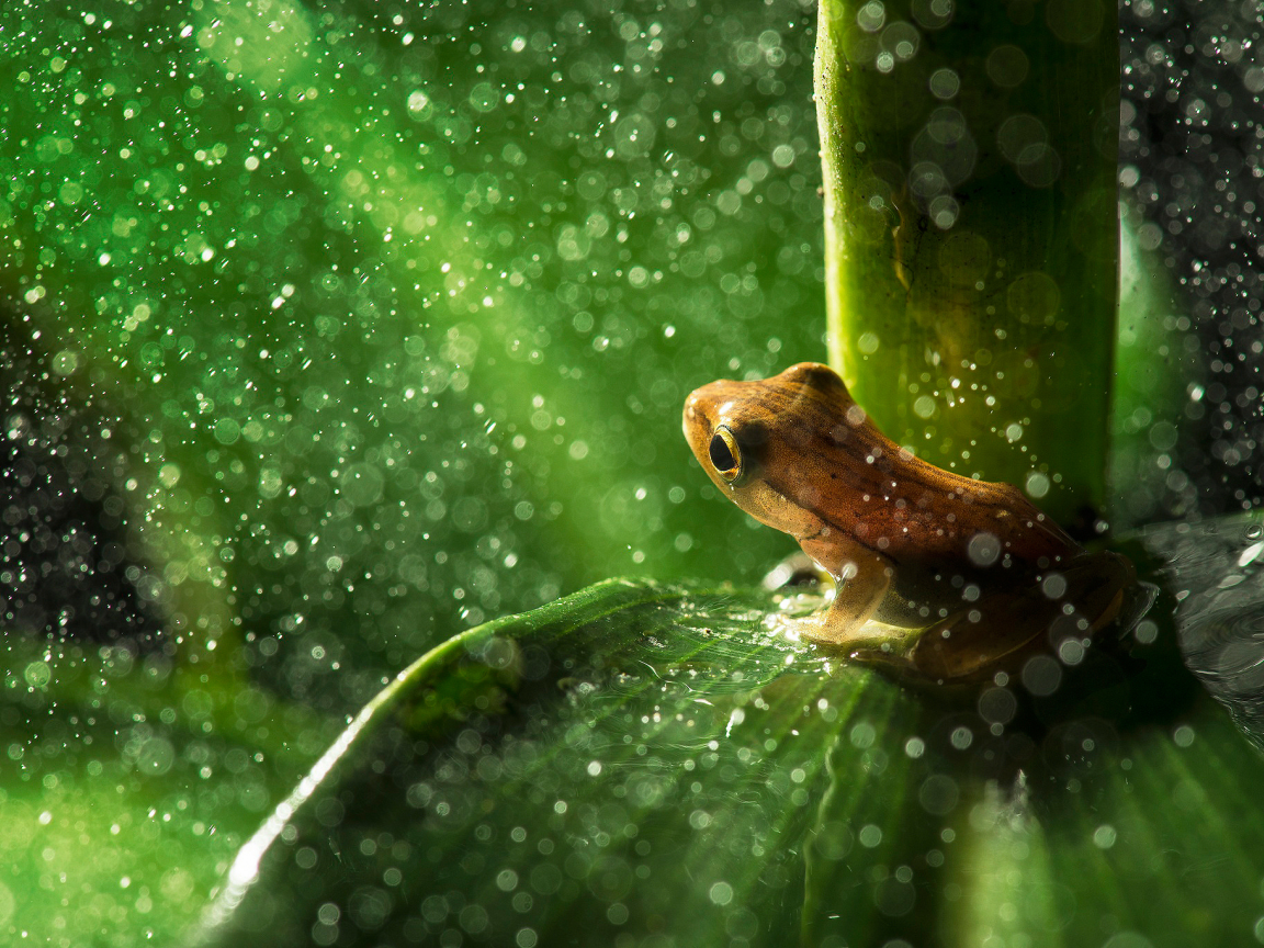 лист, дождь, лягушка