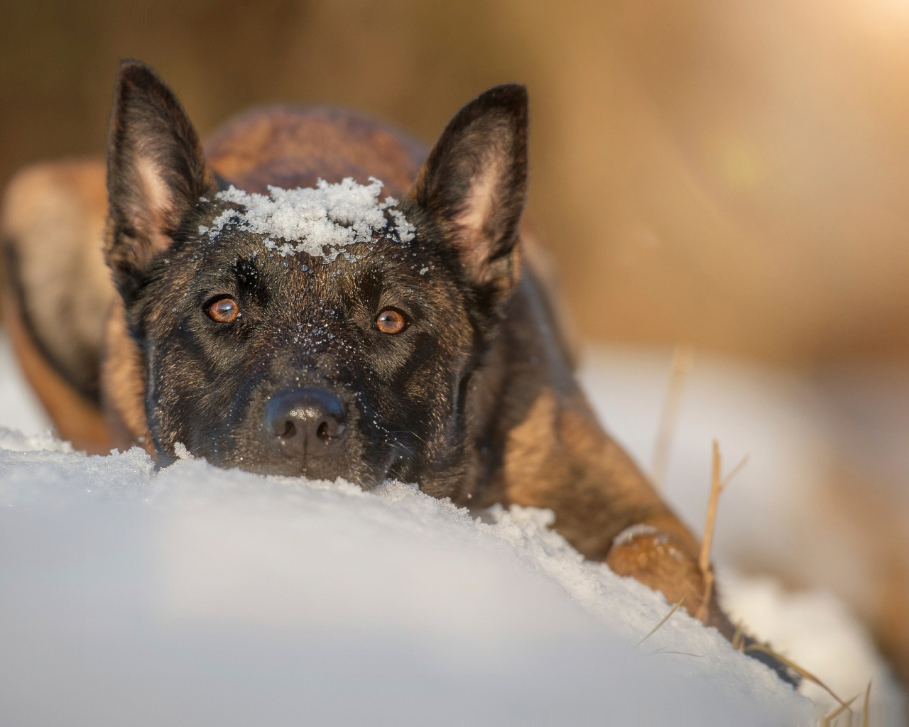 снег, собака, взгляд