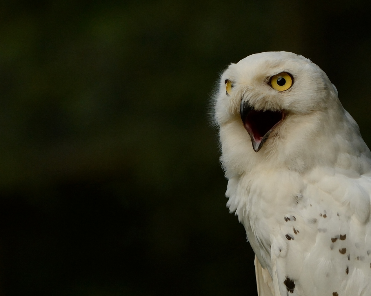 полярная сова, белая сова, snowy owl