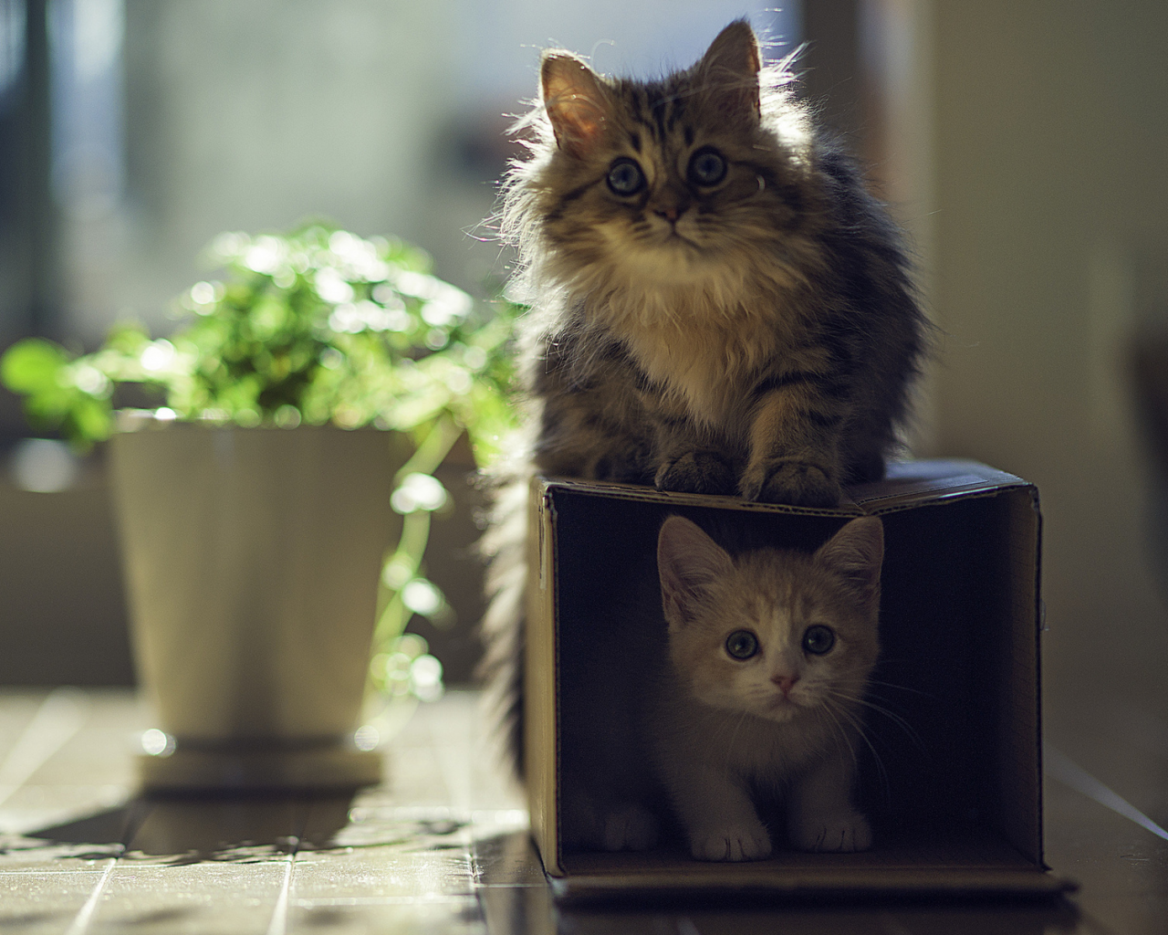 котята, коробка, играют