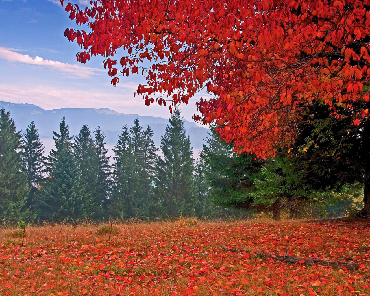autumn, colors, trees, mountain, leaves, grass