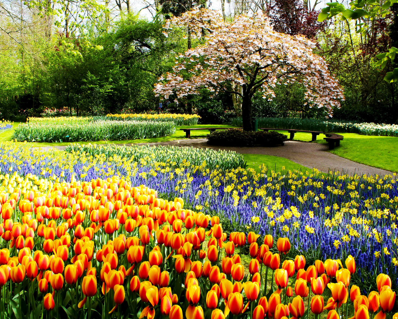 весна, парк, нидерланды, тюльпаны, клумбы, позитив, красиво