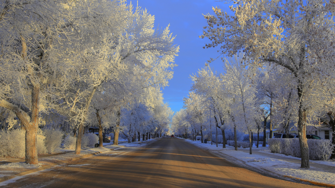 зима, деревья, дорога