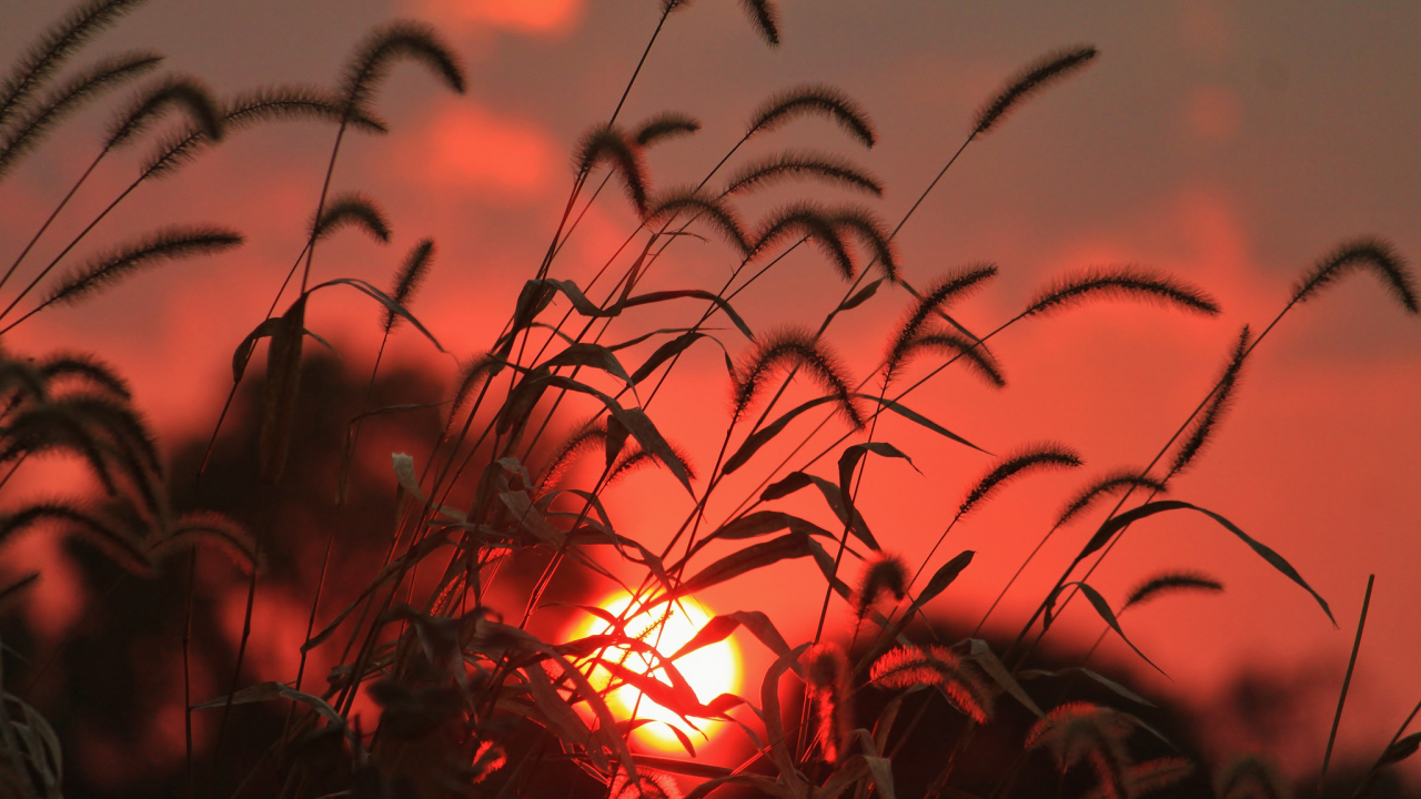 солнце, поле, колоски, трава, восход