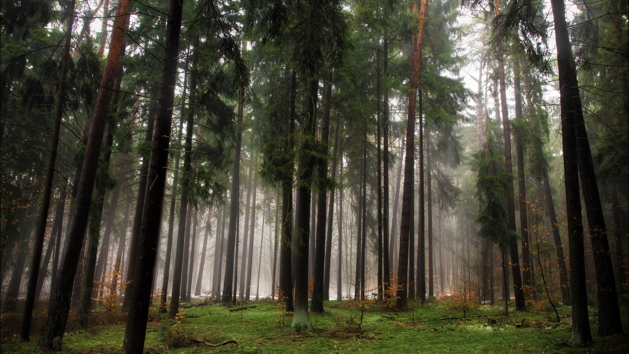 туман, лес, хвойные, деревья, осень