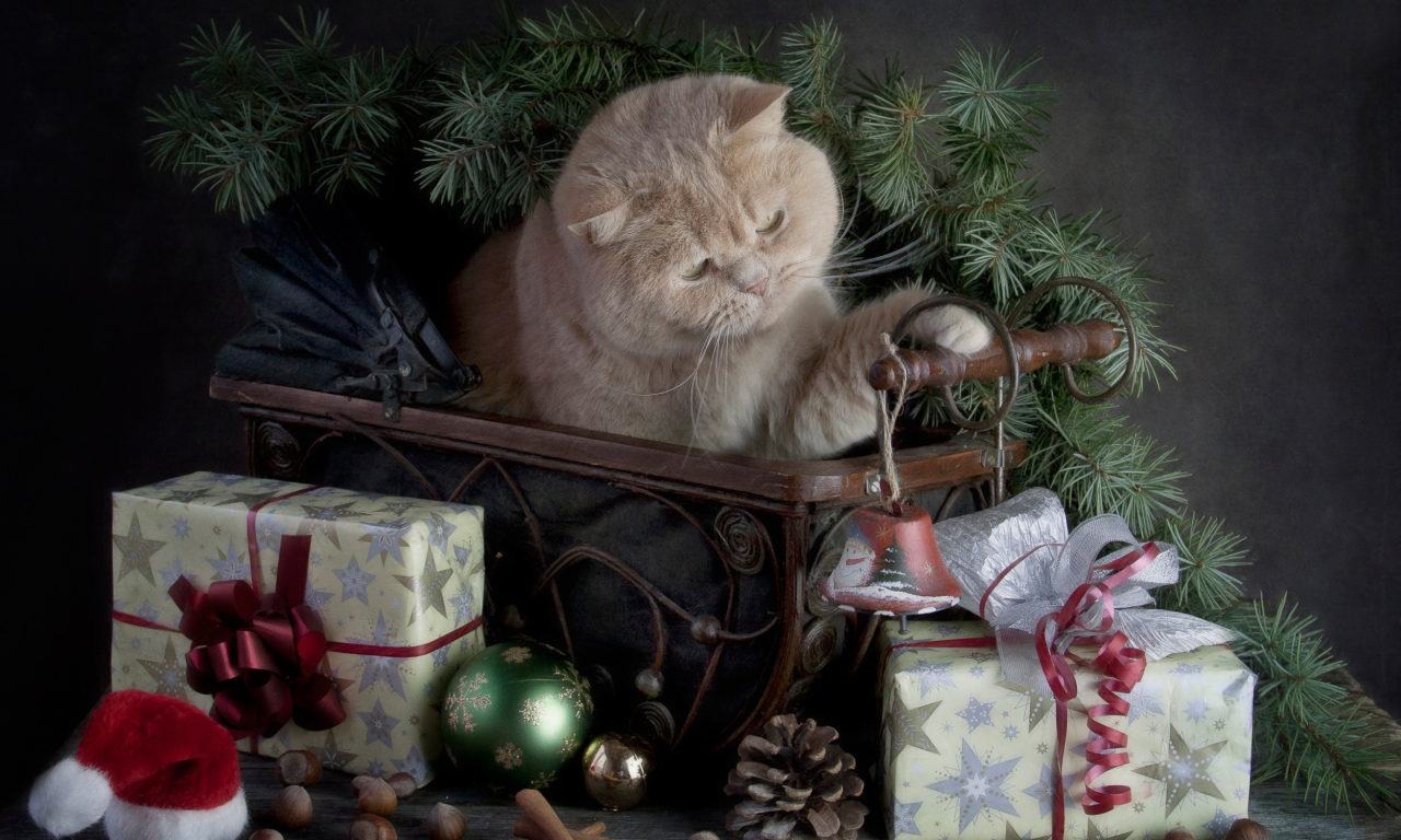 Merry Christmas, с праздником, кошка, подарки