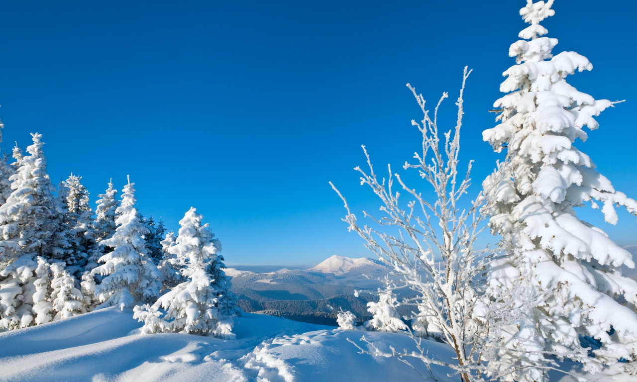 следы, деревья, snow, снег, зима, елки, дерево, природа, winte