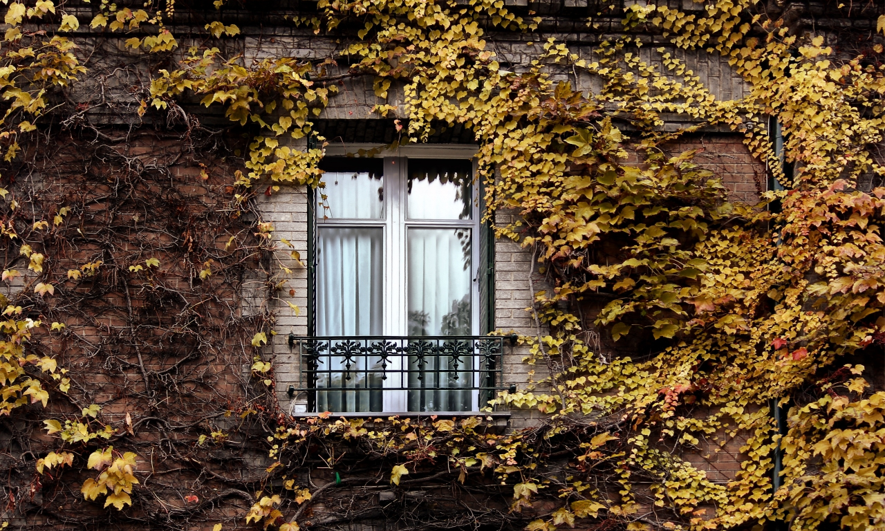 осень, париж, окно, плющ
