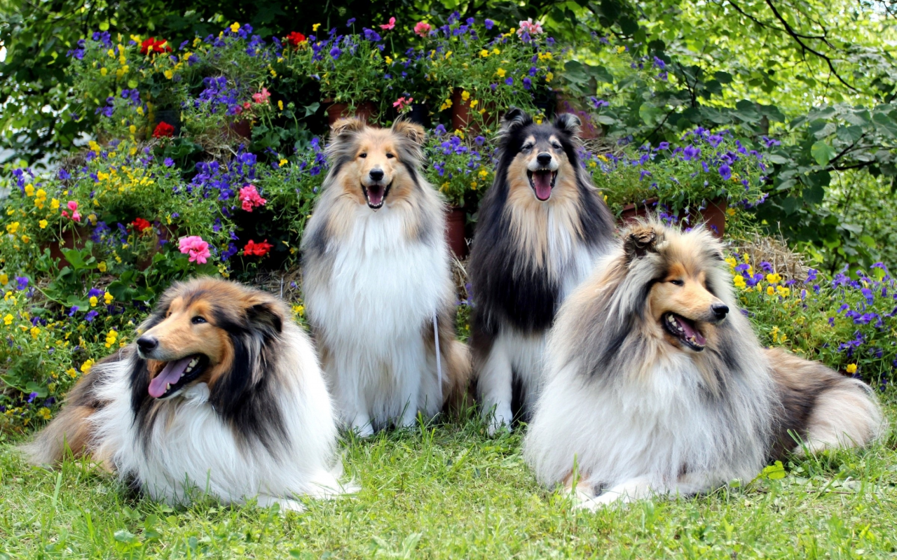 собаки, группа, трава, цветы