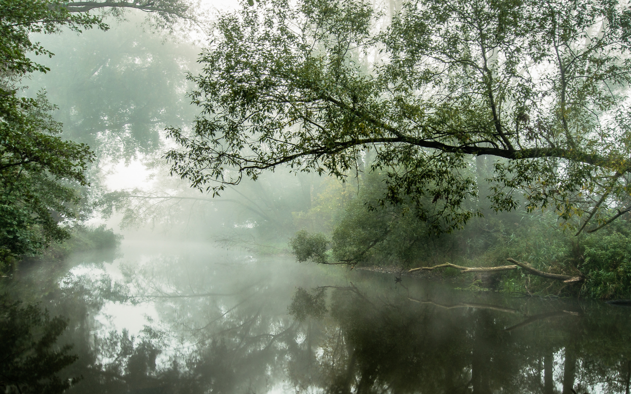 утро, туман, река, деревья