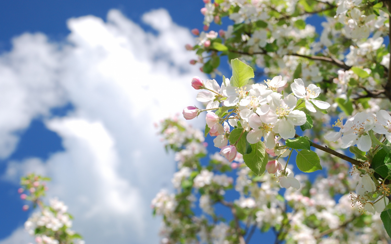 весна, дерево, яблоня, ветка, цвет, небо, облака
