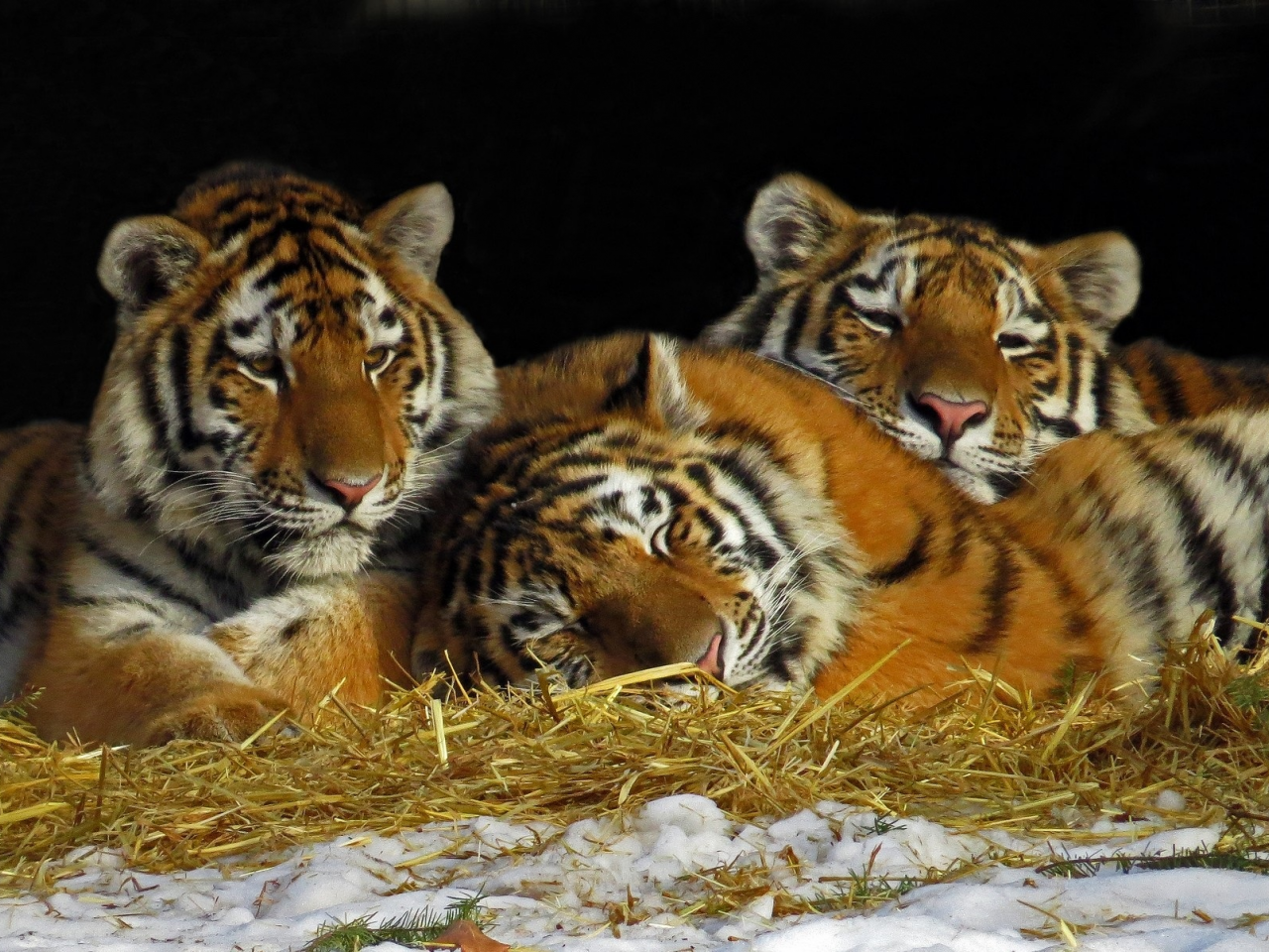 тигры, снег, трио