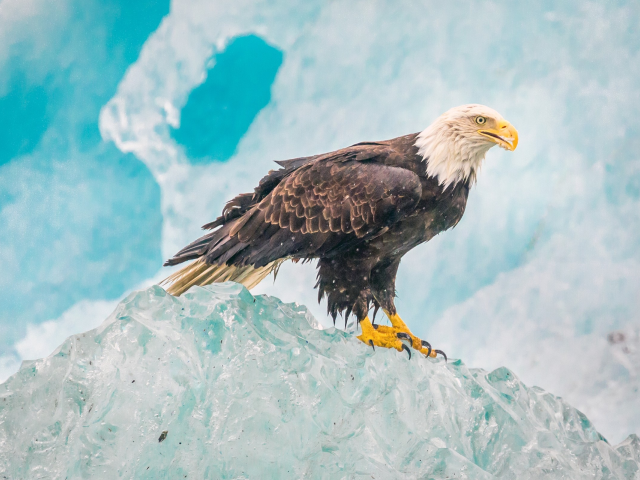 Glacier Bay National Park, птица, ястреб, природа