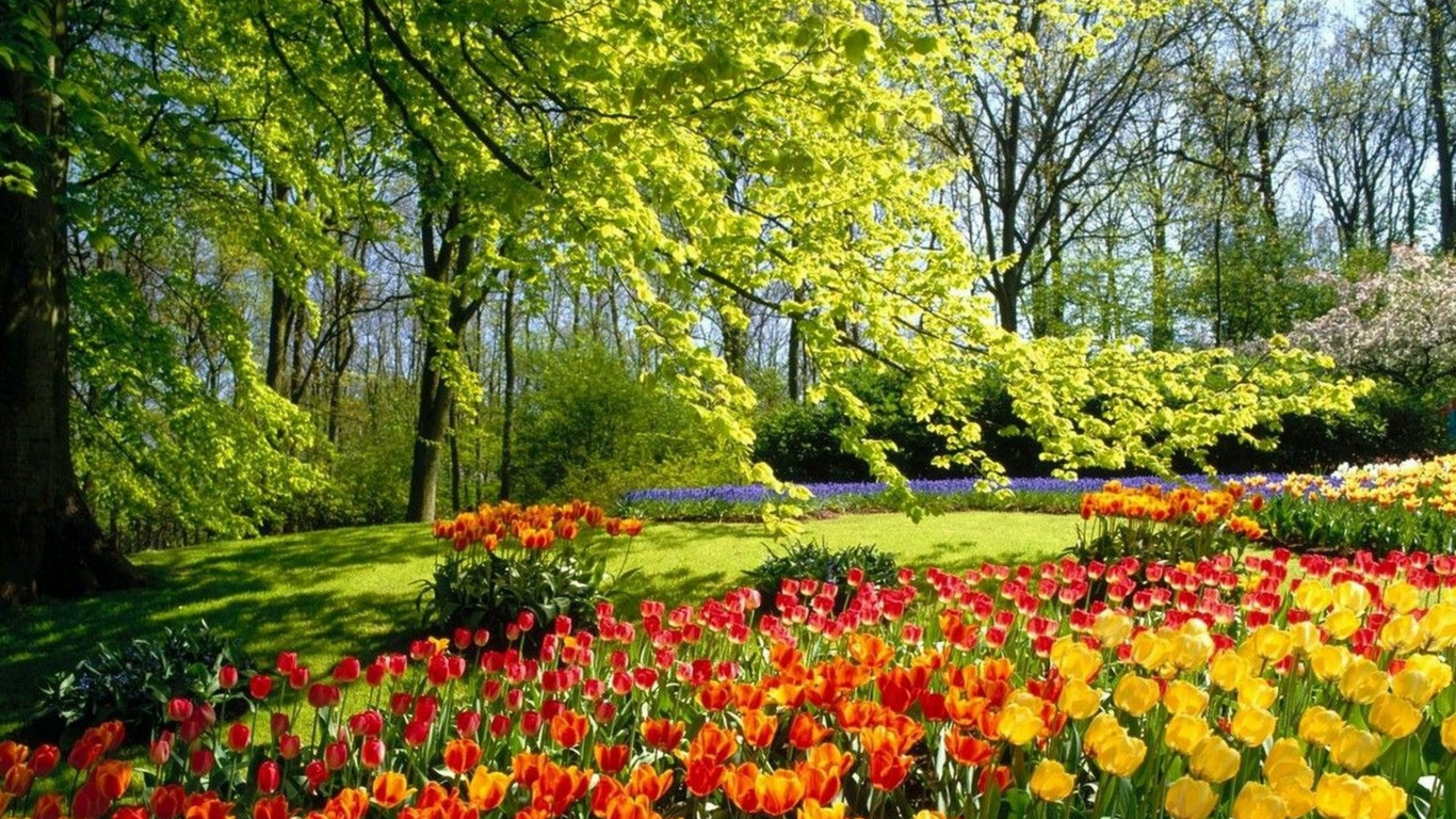 весна, парк, природа, тюльпаны, цветы, красиво