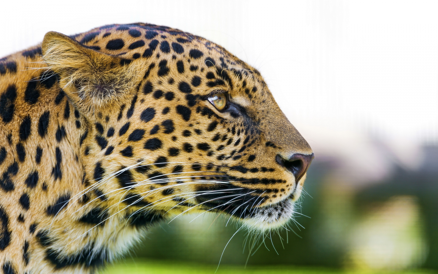 хищник, профиль, морда, взгляд, leopard, леопард, panthera pardus