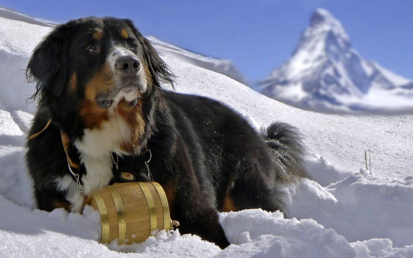 собака, berner sennenhund, снег, dog, горы, бернский зенненхунд