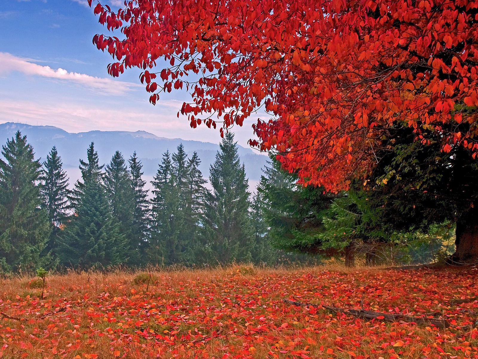 autumn, colors, trees, mountain, leaves, grass