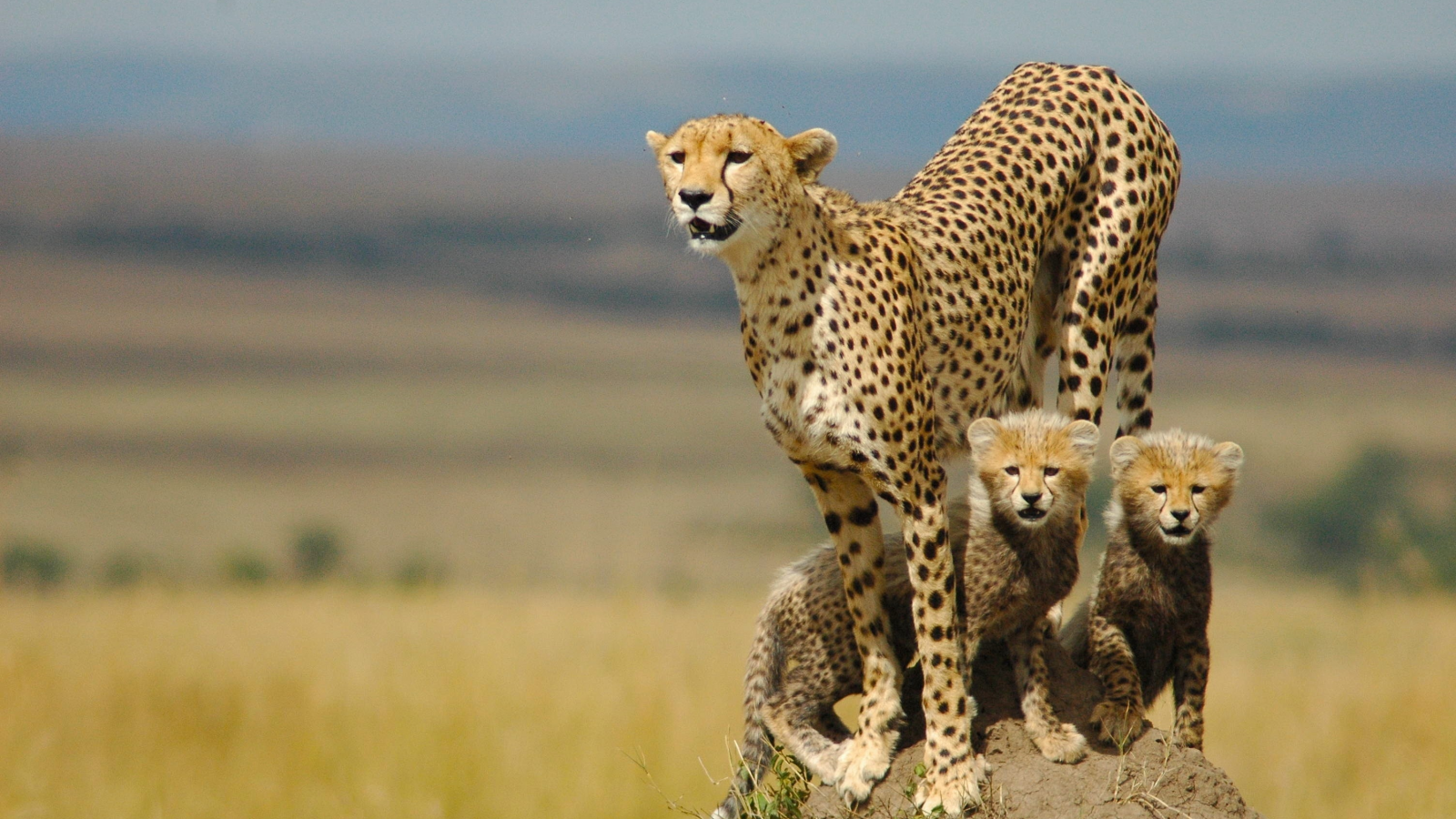 мать, гепард, семья, котята