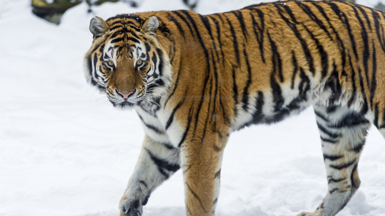 хищник, кошка, зима, снег, амурский тигр, тигр