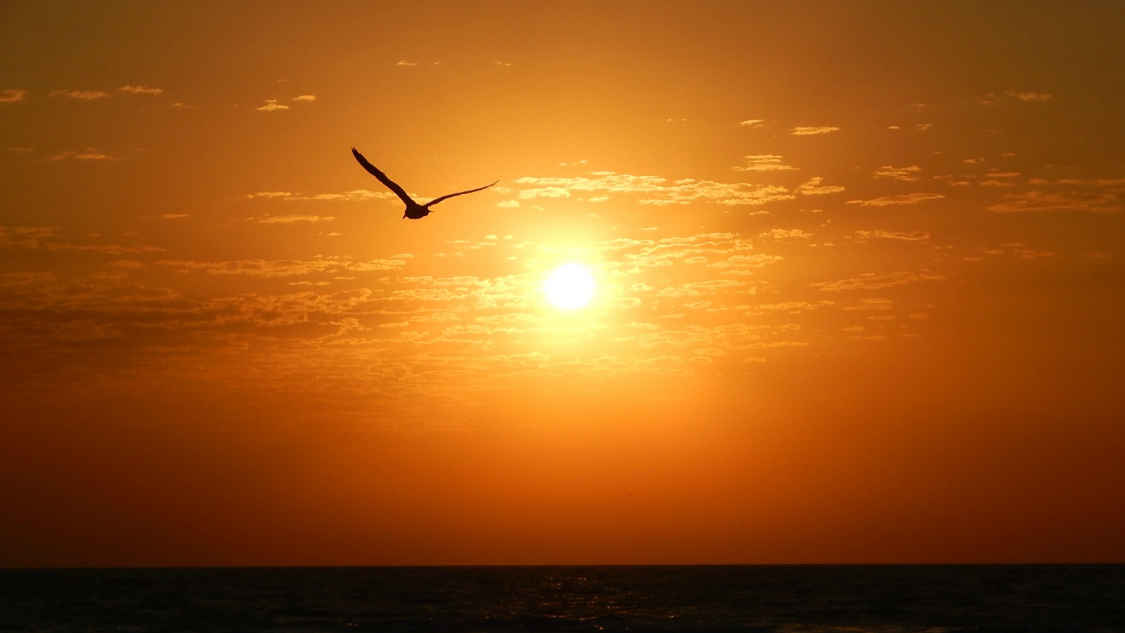 утро, солнце, море, чайка