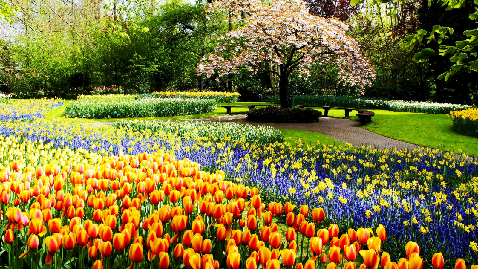 весна, парк, нидерланды, тюльпаны, клумбы, позитив, красиво