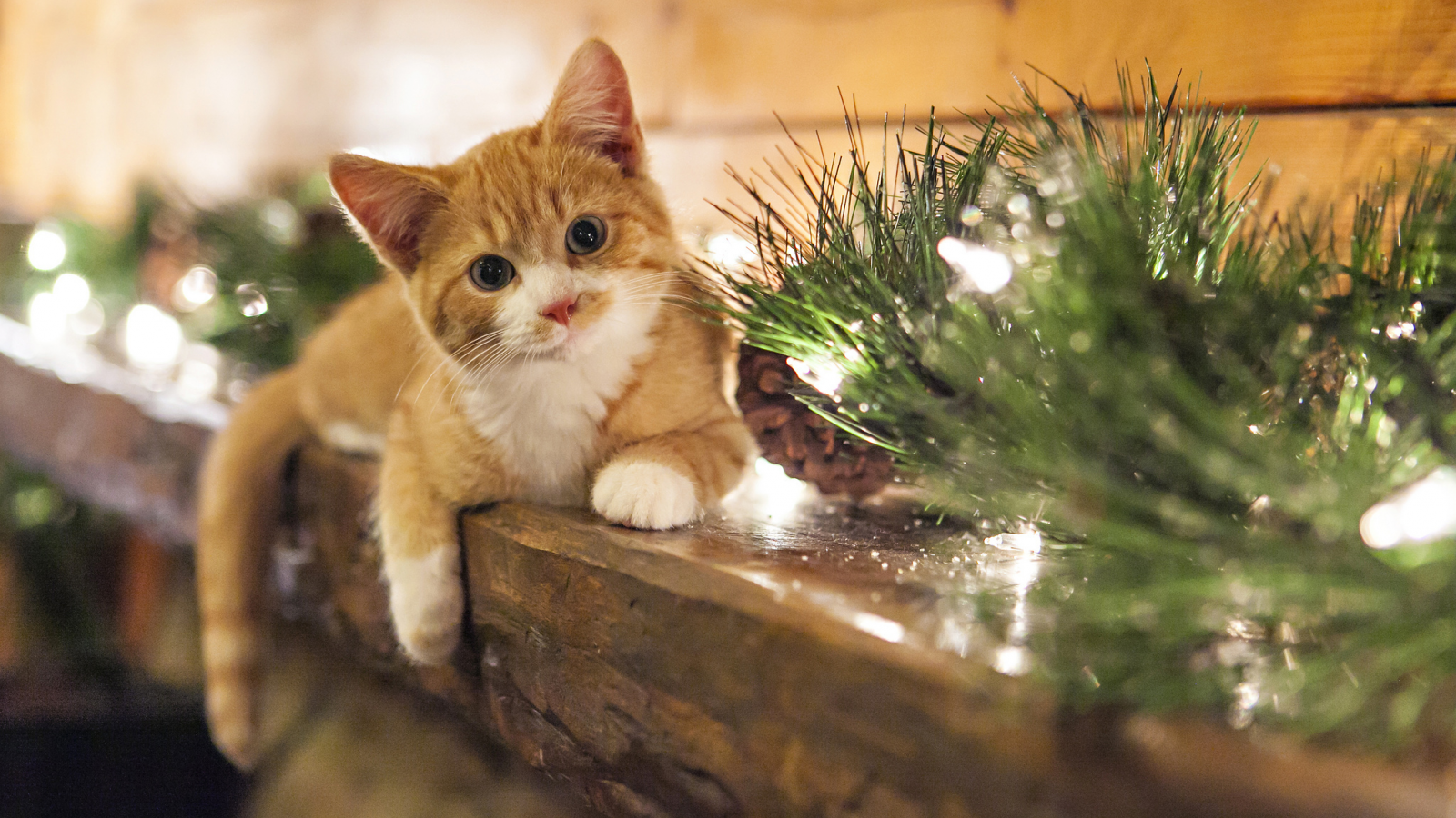 kitten, christmas, view, smile