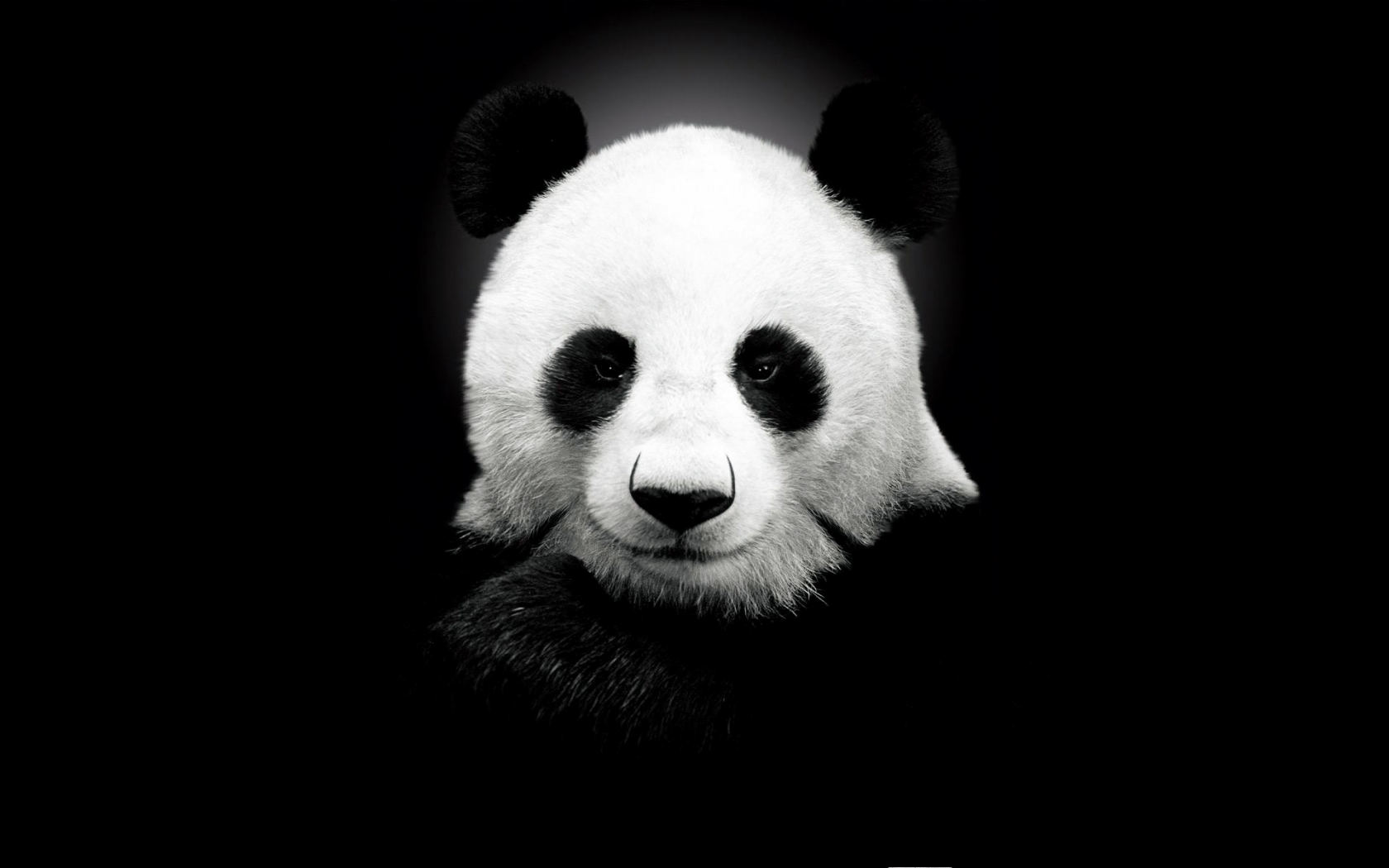 Панда, минимализм, животное