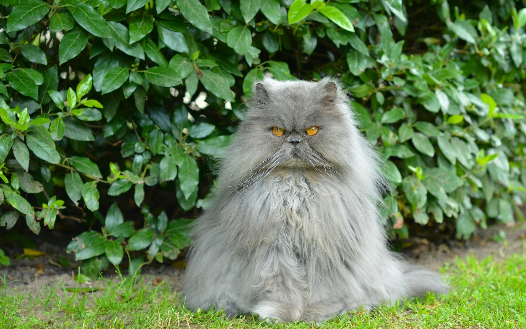 персидский кот, перс, кот, пушистый, важный, кусты