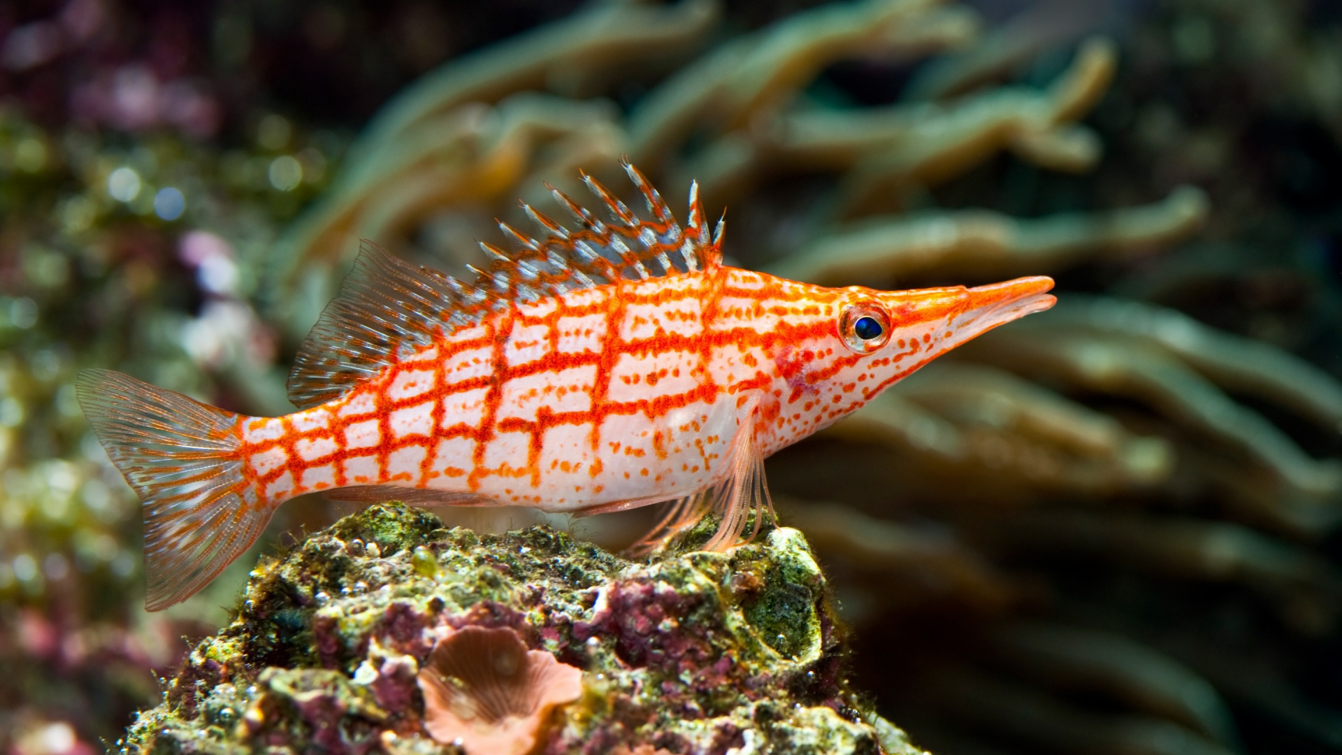 red, stripped, tropical, sea fish, underwater, coral, красные, раздели, тропический, морской рыбы, подводный мир, коралловые