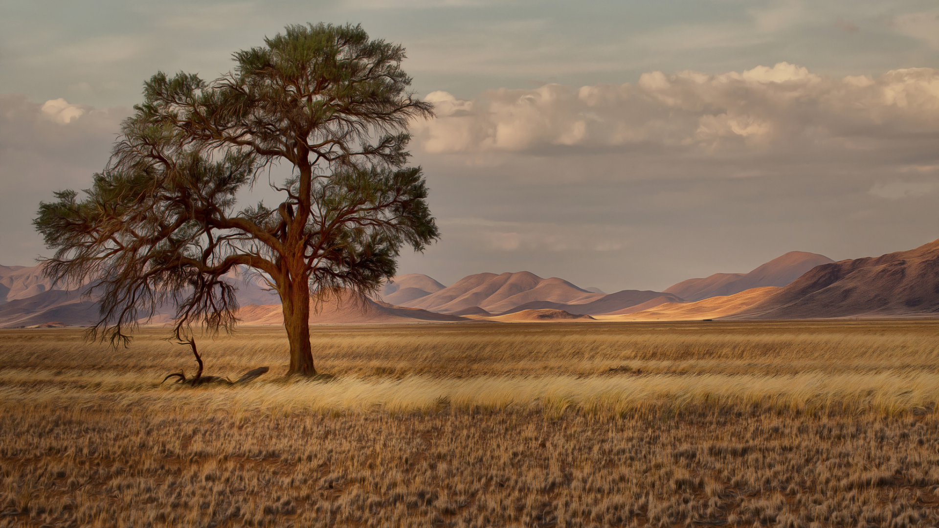 Намибия, Африка, саванна, трава, деревья, горы