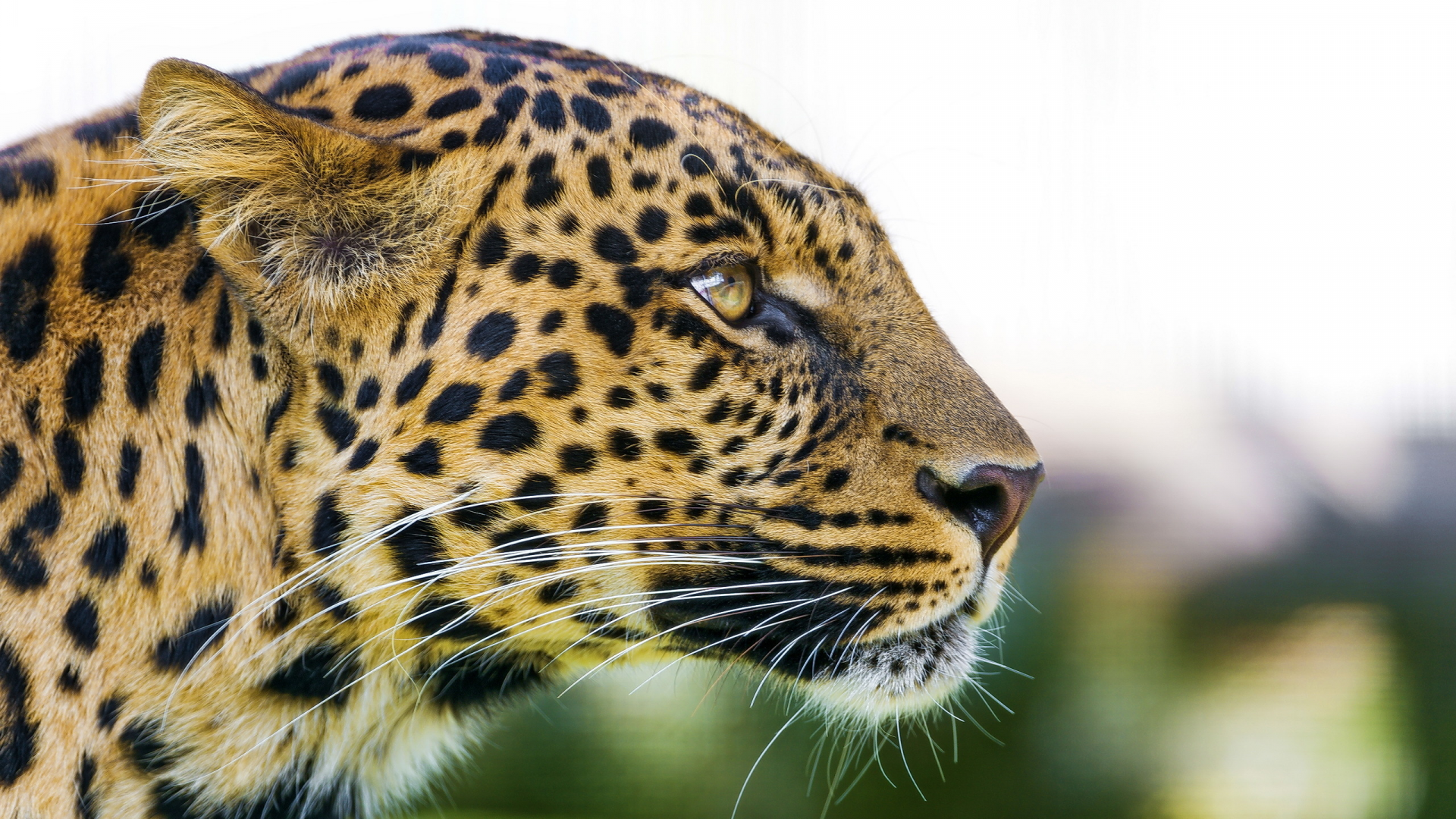 хищник, профиль, морда, взгляд, leopard, леопард, panthera pardus