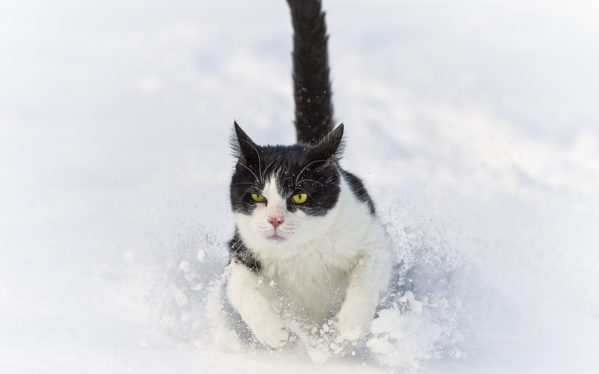 ctambako the jaguar, сугроб, кот, кошка, снег, зима, бежит