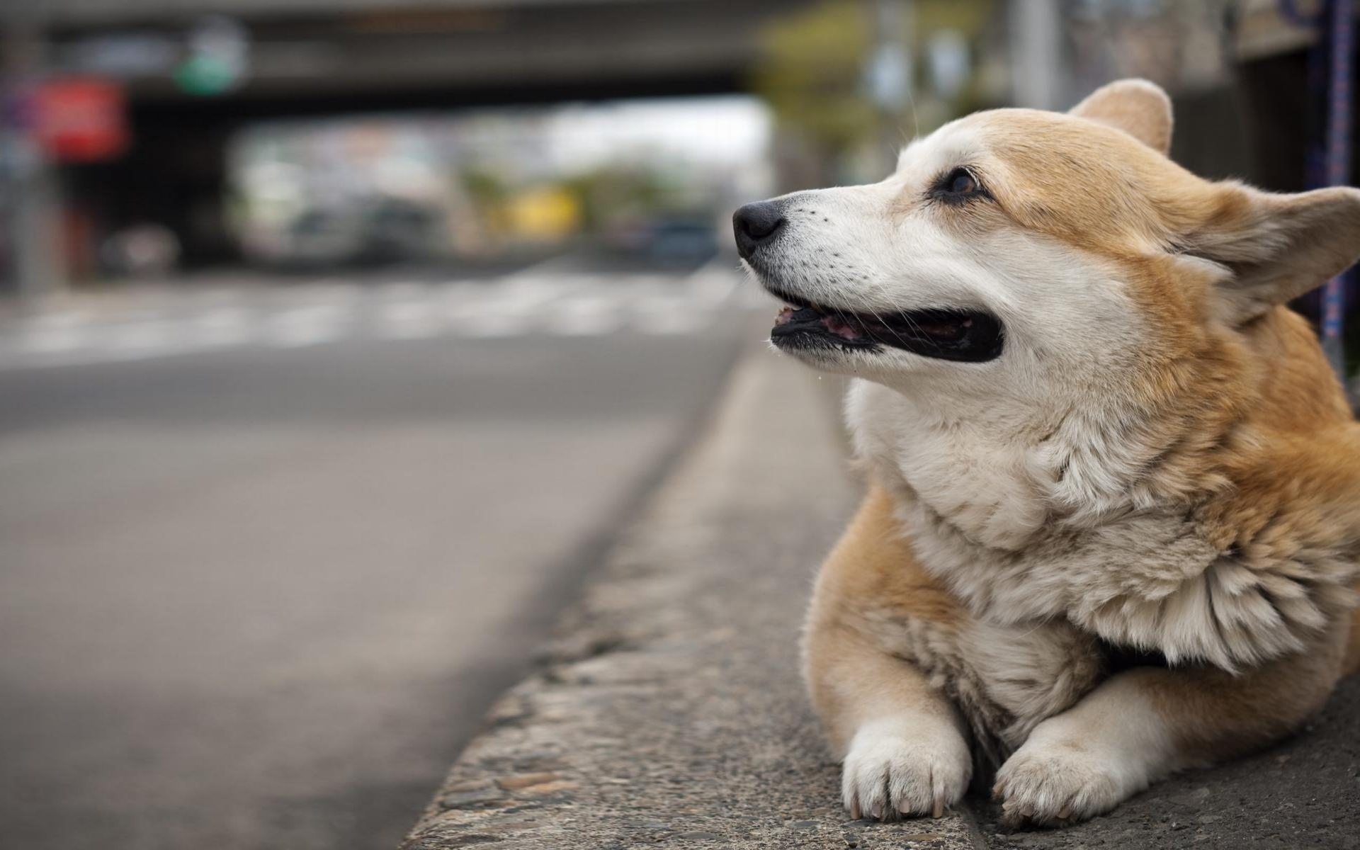 вельш корги, пемброк, фон, welsh corgi, улица, собака, pembroke