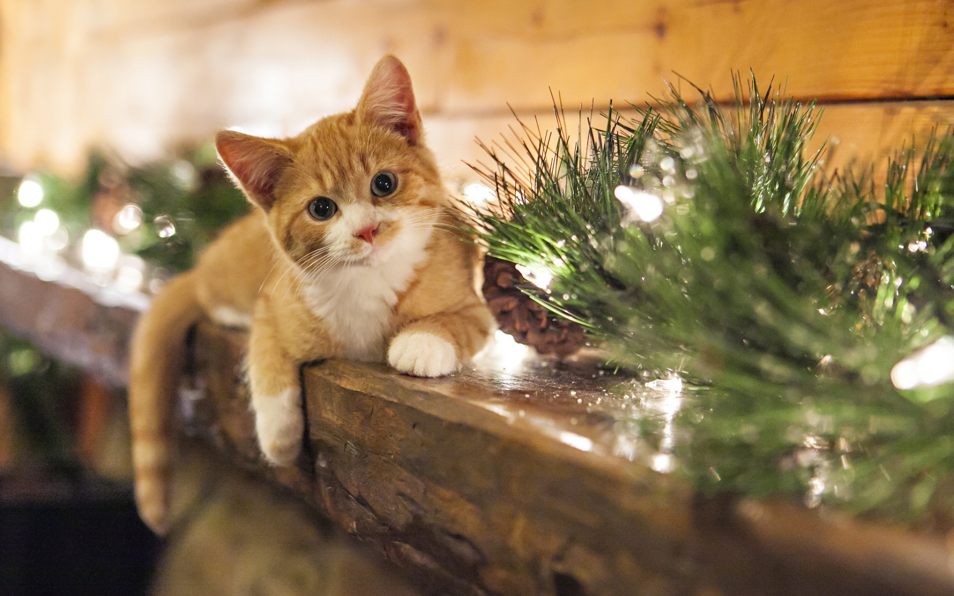 kitten, christmas, view, smile