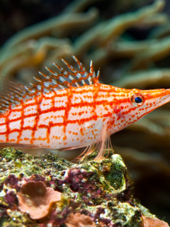 red, stripped, tropical, sea fish, underwater, coral, красные, раздели, тропический, морской рыбы, подводный мир, коралловые