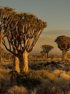 Намибия, Африка, закат, деревья, камни, трава