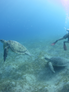 черепахи, море, глубина, водолаз