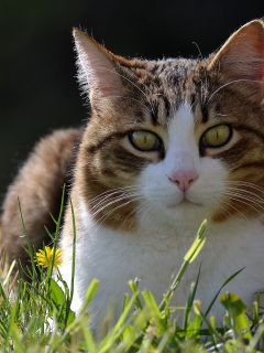 кошка, трава, весна, одуванчики