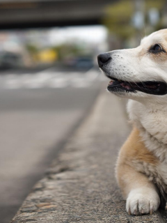 вельш корги, пемброк, фон, welsh corgi, улица, собака, pembroke