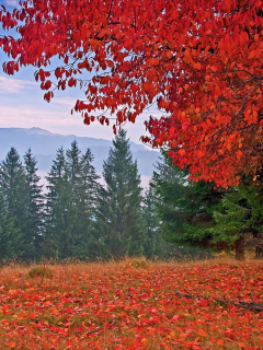 autumn, colors, trees, mountain, leaves, grass