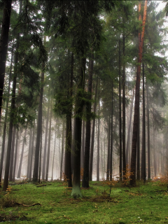 туман, лес, хвойные, деревья, осень