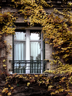 осень, париж, окно, плющ