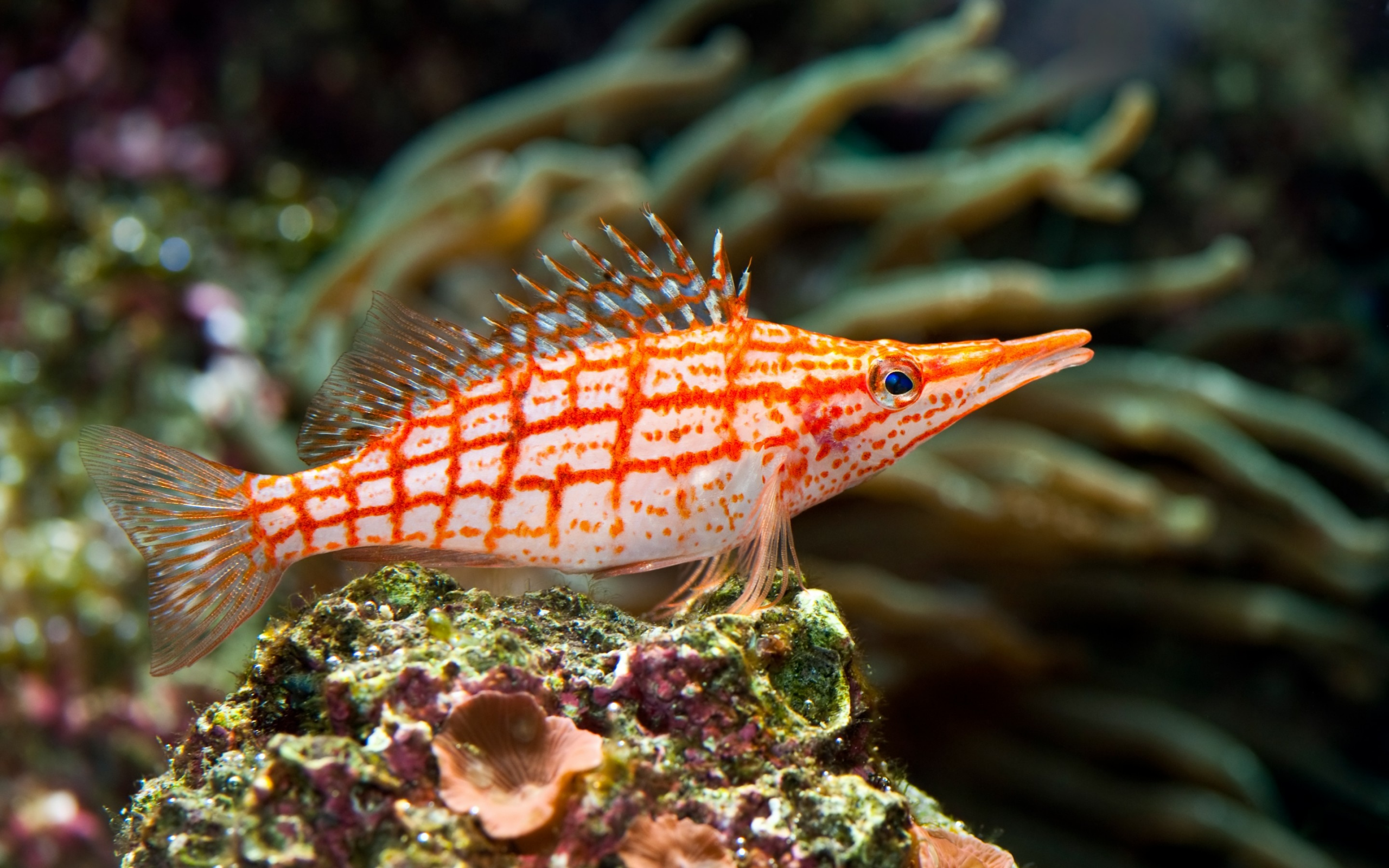 red, stripped, tropical, sea fish, underwater, coral, красные, раздели, тропический, морской рыбы, подводный мир, коралловые