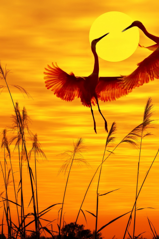 birds, sunlight, sunset sky, flying birds, птицы, солнечный свет, закат небо, летающих птиц