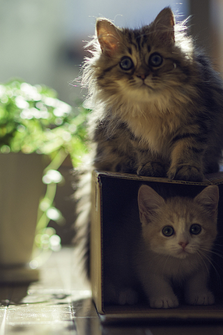 котята, коробка, играют