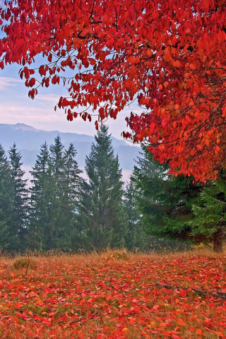 autumn, colors, trees, mountain, leaves, grass