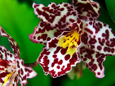 орхидея, пёстрая, цветок, макро, экзотика